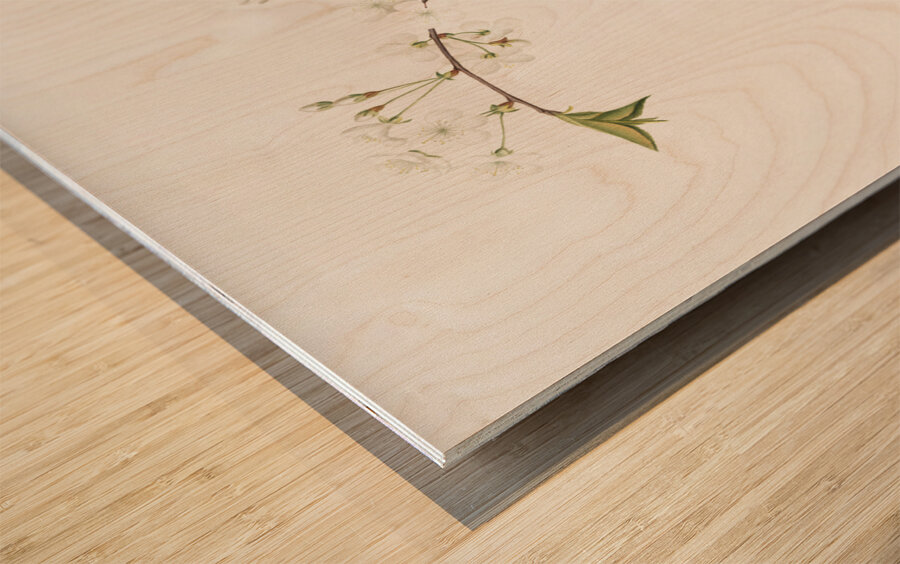 Amarena cherry flower Prunus cerasus from Pomona Italiana 1817 - 1839 by Giorgio Gallesio 1772-1839.  Wood print