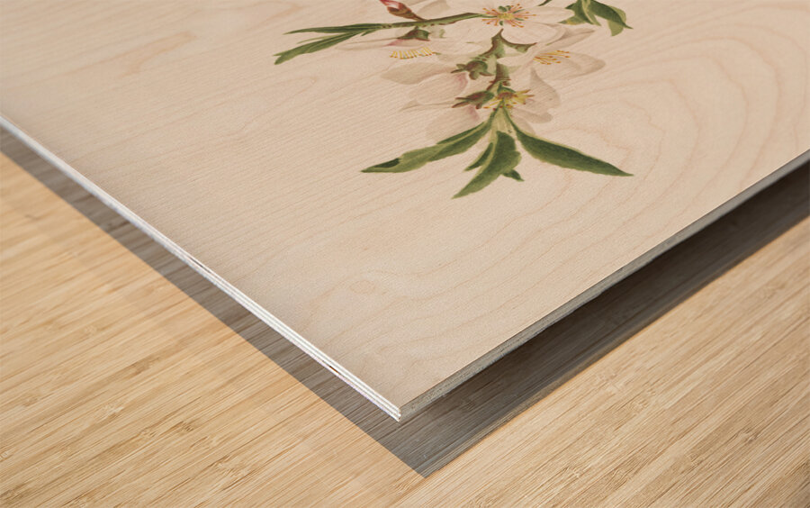 Almond tree flower Prunus dulcis from Pomona Italiana 1817 - 1839 by Giorgio Gallesio 1772-1839.  Wood print