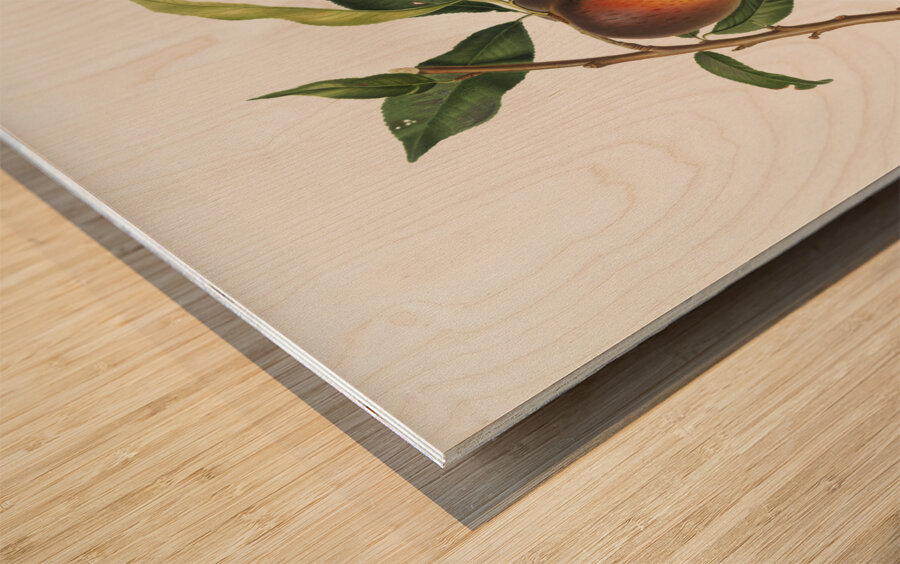 Peach Prunus persica from Pomona Italiana 1817 - 1839 by Giorgio Gallesio 1772-1839.  Wood print