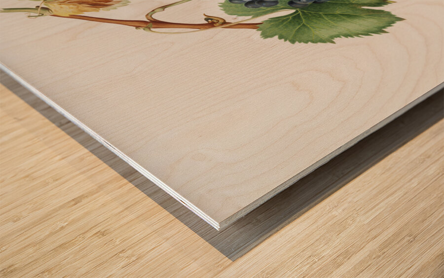 Grape Spanna Vitis vinifera Pedemontana from Pomona Italiana 1817 - 1839 by Giorgio Gallesio 1772-1839.  Wood print