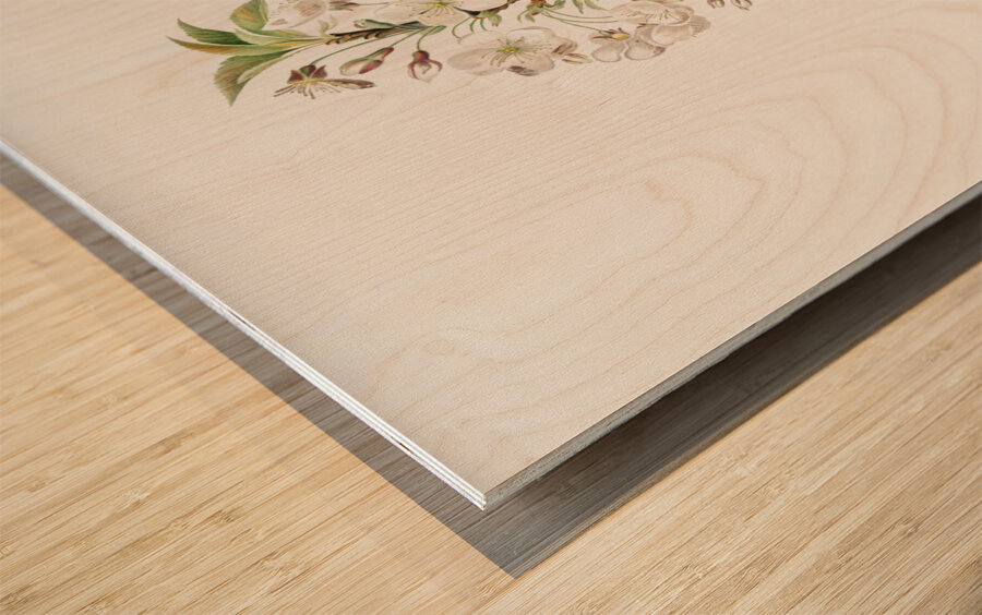 Pear tree flowers Pyrus calleryana from Pomona Italiana 1817 - 1839 by Giorgio Gallesio 1772-1839.  Wood print