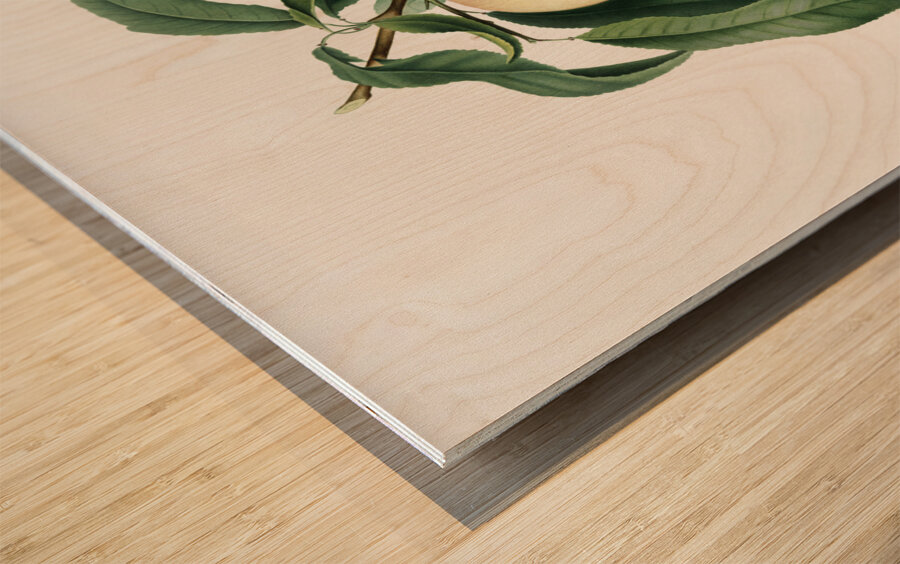 Peach Persica julodermis from Pomona Italiana 1817 - 1839 by Giorgio Gallesio 1772-1839.  Wood print