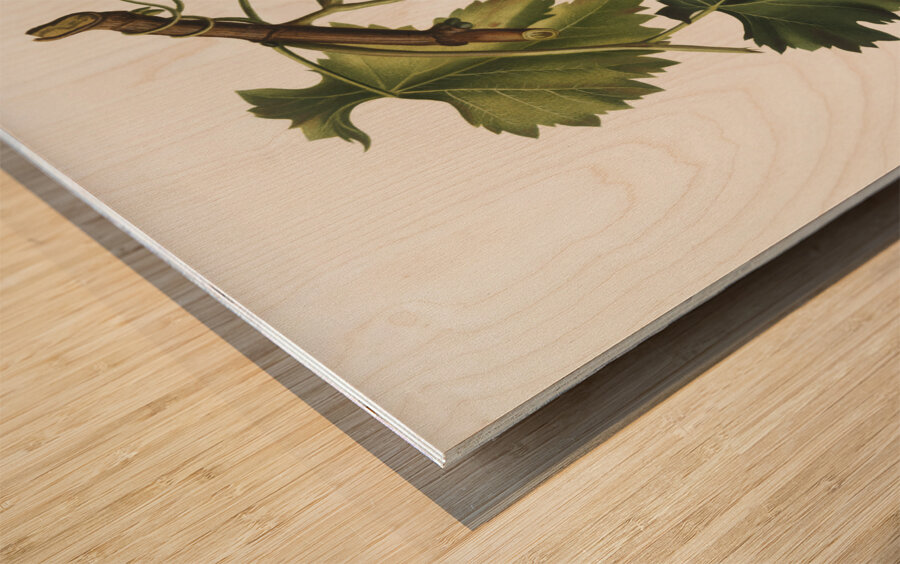 Black grape Vitis vinifera from Pomona Italiana 1817 - 1839 by Giorgio Gallesio 1772-1839.  Wood print