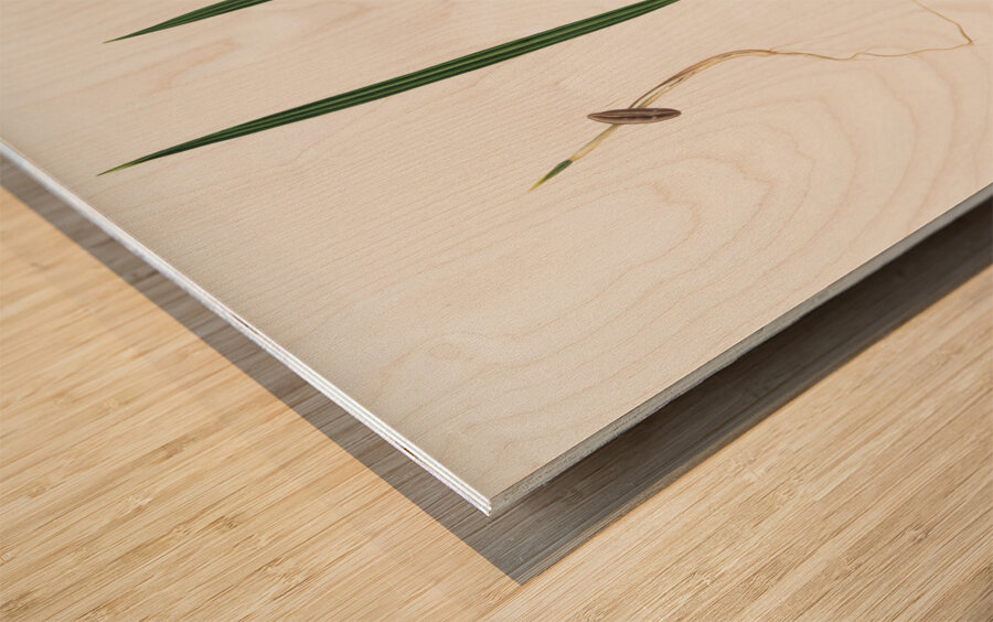 Date Palm Phoenix dactylifera from Pomona Italiana 1817 - 1839 by Giorgio Gallesio 1772-1839.  Wood print