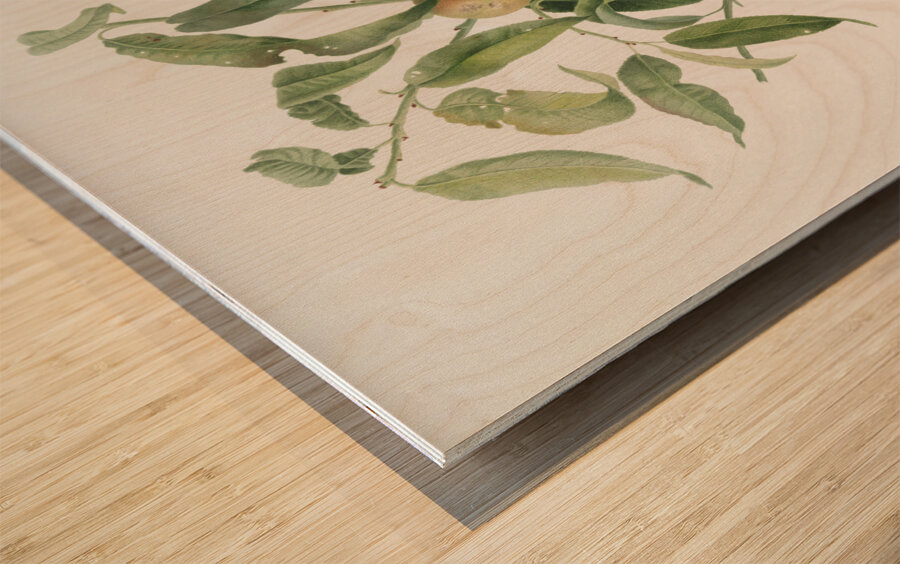 Peach Amygdalus persica iulodermis from Pomona Italiana 1817 - 1839 by Giorgio Gallesio 1772-1839.  Wood print