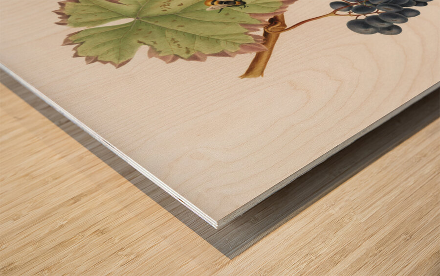 Peach Amygdalus persica iulodermis from Pomona Italiana 1817 - 1839 by Giorgio Gallesio 1772-1839.  Wood print