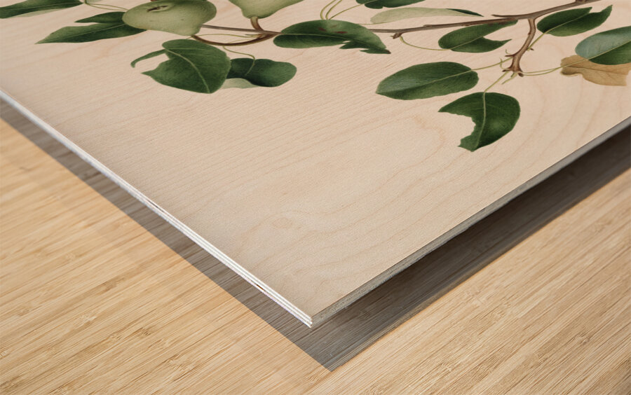 Pear Pyrus mendax from Pomona Italiana 1817 - 1839 by Giorgio Gallesio 1772-1839.  Wood print