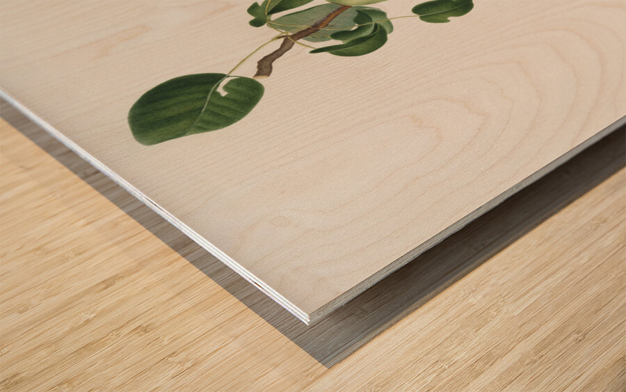 Winter citron Pyrus virgolata from Pomona Italiana 1817 - 1839 by Giorgio Gallesio 1772-1839.  Wood print