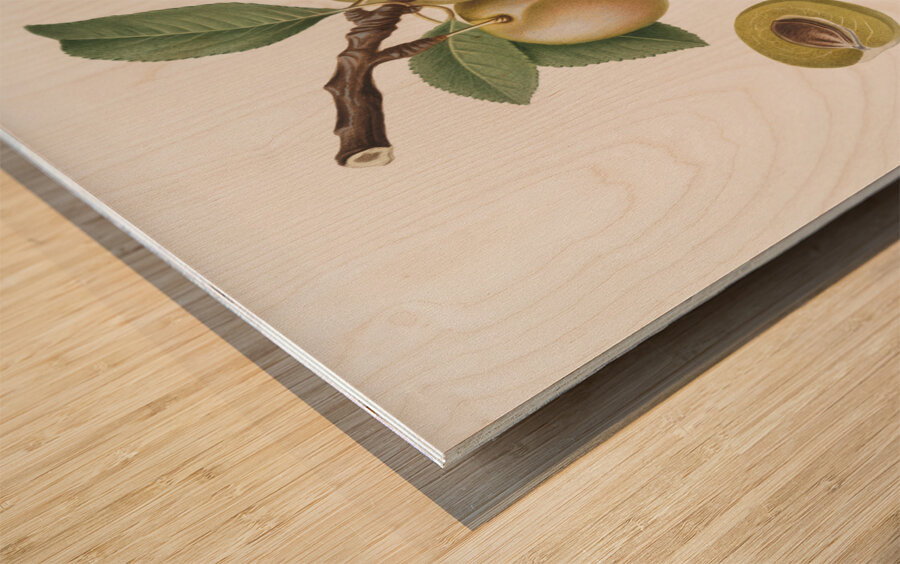 Winter citron Pyrus virgolata from Pomona Italiana 1817 - 1839 by Giorgio Gallesio 1772-1839.  Wood print