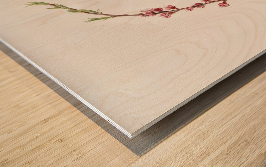 Peach blossom Prunus persica from Pomona Italiana 1817 - 1839 by Giorgio Gallesio 1772-1839.  Wood print