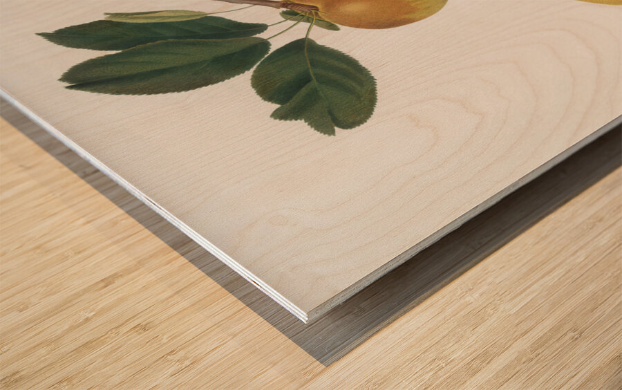 Apple Malus carpendolo from Pomona Italiana 1817 - 1839 by Giorgio Gallesio 1772-1839.  Wood print