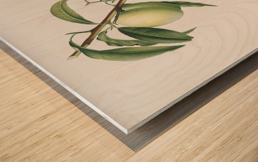 Apricot Pesca Natalina from Pomona Italiana 1817 - 1839 by Giorgio Gallesio 1772-1839.  Wood print