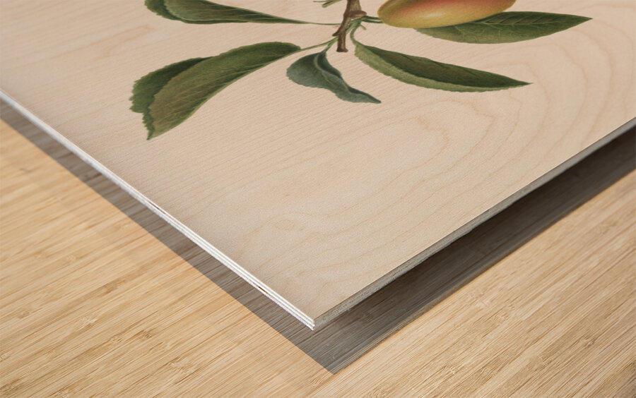 Armenian plum Prunus armeniaca from Pomona Italiana 1817 - 1839 by Giorgio Gallesio 1772-1839.  Wood print