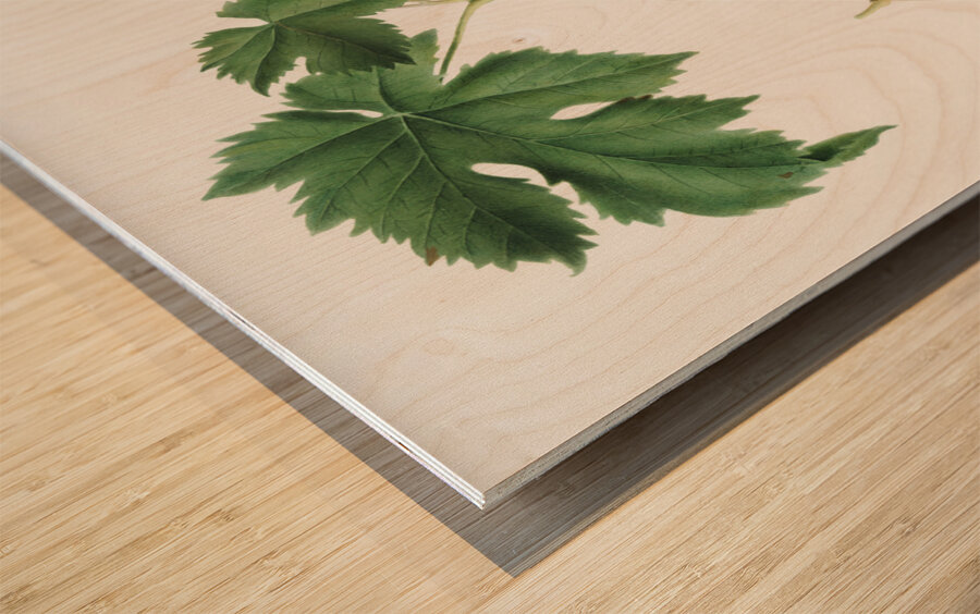 Black Aleatico grape Vitis vinifera from Pomona Italiana 1817 - 1839 by Giorgio Gallesio 1772-1839.  Wood print