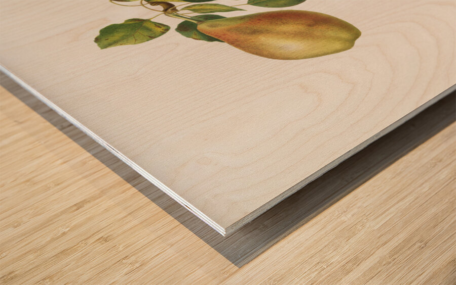 Pear Pyrus Spaddonia from Pomona Italiana 1817 - 1839 by Giorgio Gallesio 1772-1839.  Wood print