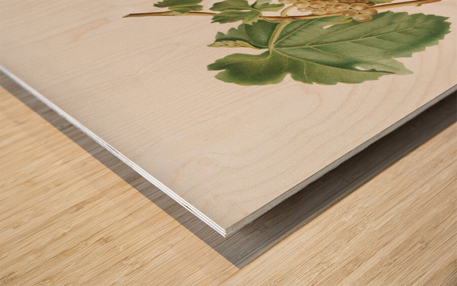 Trebbiano grapes Vitis vinifera Trebulana Florentina from Pomona Italiana 1817 - 1839 by Giorgio Gallesio 1772-1839.  Impression sur bois