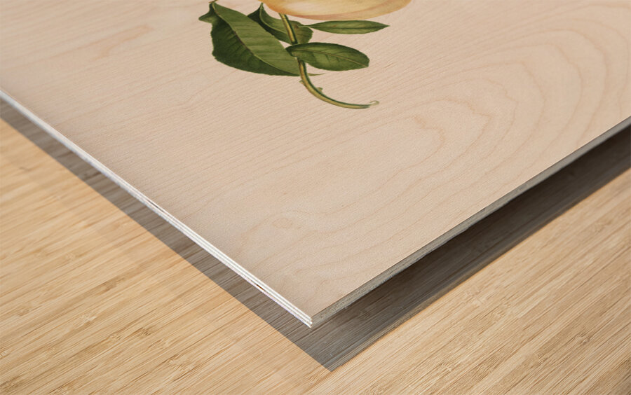 Peach Persica julodermis from Pomona Italiana 1817 - 1839 by Giorgio Gallesio 1772-1839.  Wood print