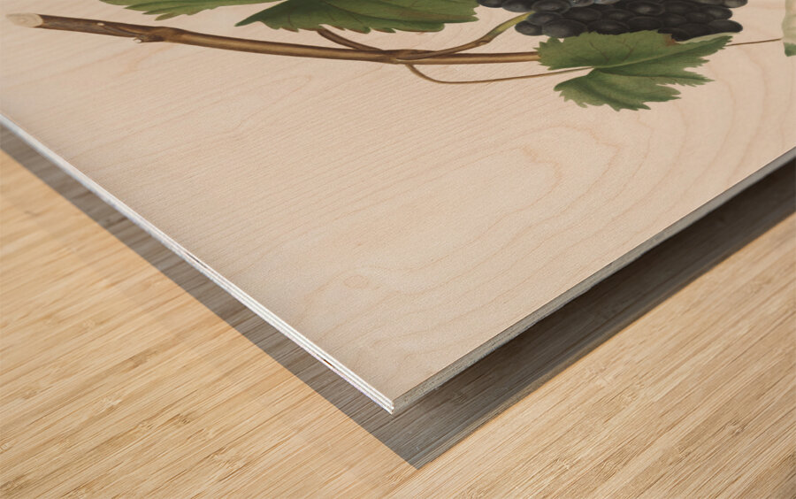 Pomona Italiana by Giorgio Gallesio 106 Wood print