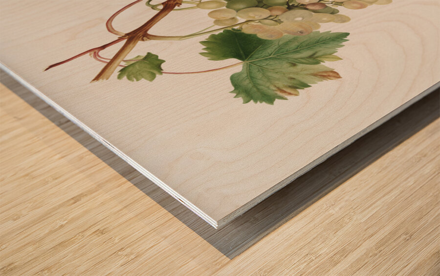 Muscat grape Vitis vinifera Moscata from Pomona Italiana 1817 - 1839 by Giorgio Gallesio 1772-1839.  Wood print