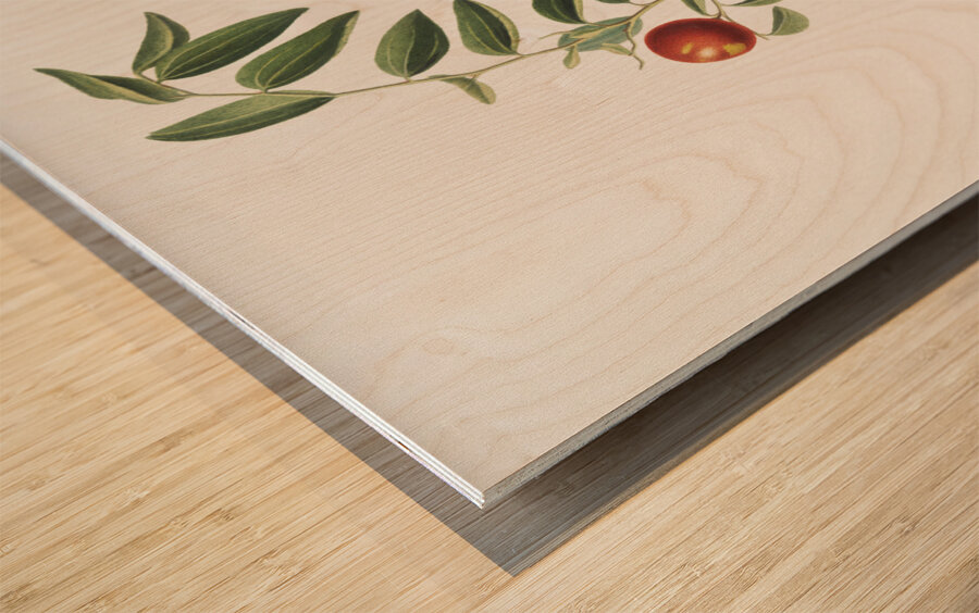 Chinese jujube Zizphus vulgaris from Pomona Italiana 1817 - 1839 by Giorgio Gallesio 1772-1839.  Wood print