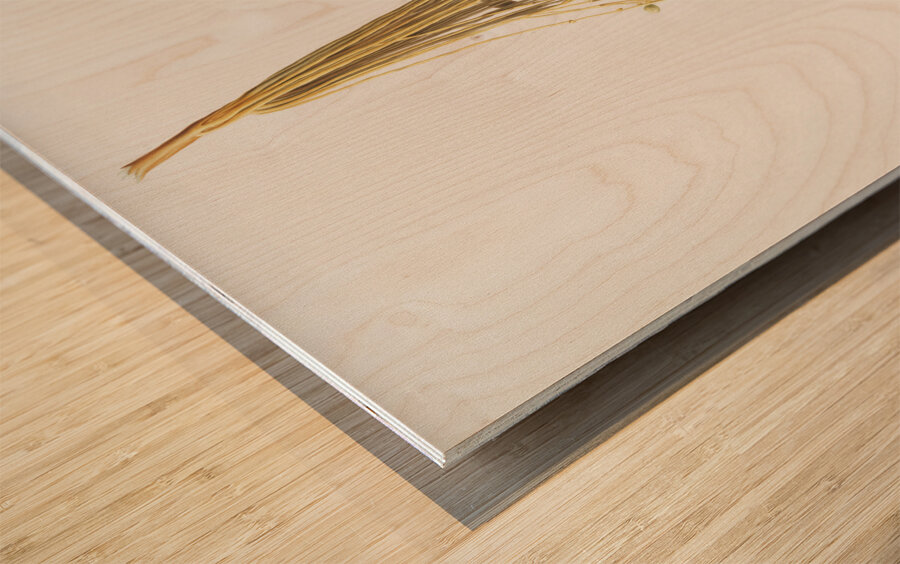 Normal Spadice of the palm Phoenix dactylifera from Pomona Italiana 1817 - 1839 by Giorgio Gallesio 1772-1839.  Wood print