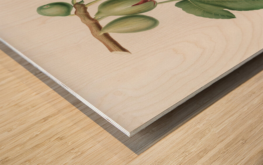 Fig Ficus carica from Pomona Italiana 1817 - 1839 by Giorgio Gallesio 1772-1839.  Wood print