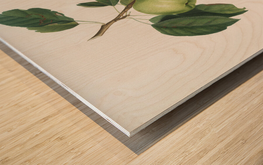 Apple Malus pumila from Pomona Italiana 1817 - 1839 by Giorgio Gallesio 1772-1839.  Wood print