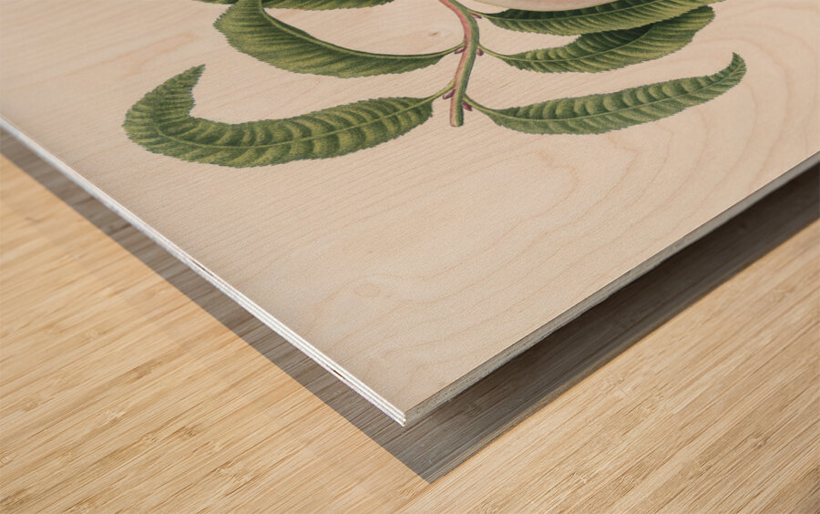 Carrot Peach Persica carota from Pomona Italiana 1817 - 1839 by Giorgio Gallesio 1772-1839.  Wood print