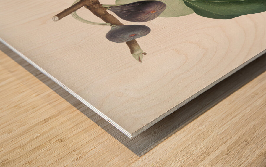 Black Fig Ficus carica from Pomona Italiana 1817 - 1839 by Giorgio Gallesio 1772-1839.  Wood print