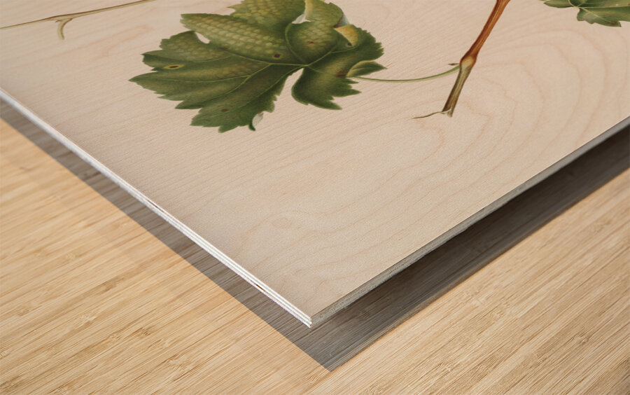 Vermentino grapes Vitis ligustica feracissima from Pomona Italiana 1817 - 1839 by Giorgio Gallesio 1772-1839.  Wood print