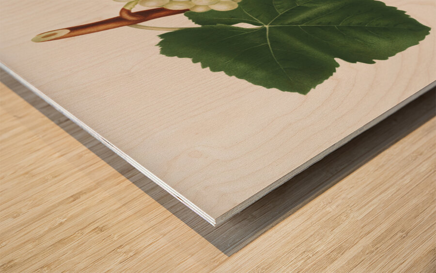 White Grape Vitis vinifera genuensis from Pomona Italiana 1817 - 1839 by Giorgio Gallesio 1772-1839.  Wood print