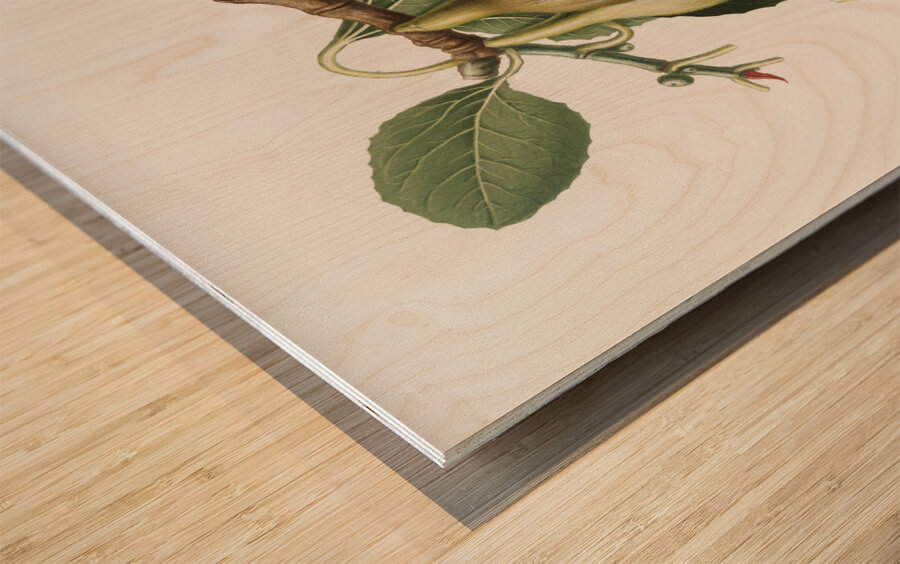 Fig Ficus carica from Pomona Italiana 1817 - 1839 by Giorgio Gallesio 1772-1839.  Wood print