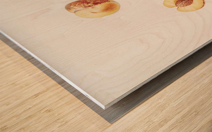 Nectarine Malus persica hybrida from Pomona Italiana 1817 - 1839 by Giorgio Gallesio 1772-1839.  Wood print