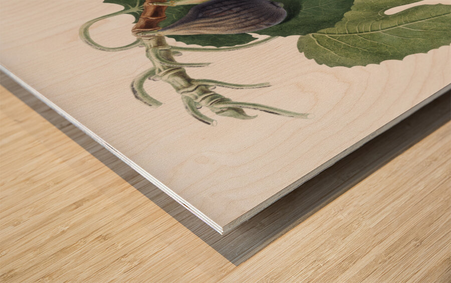 Cherry Cerasus Duracina from Pomona Italiana 1817 - 1839 by Giorgio Gallesio 1772-1839.  Wood print