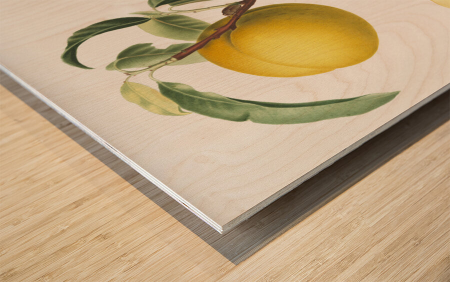 Peach Prunus persica from Pomona Italiana 1817 - 1839 by Giorgio Gallesio 1772-1839.  Wood print