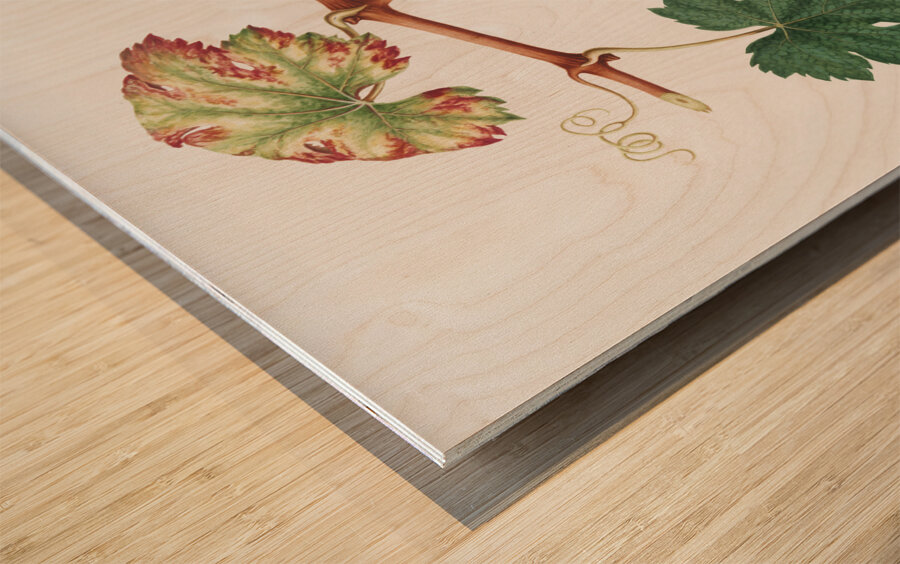 Summer grape Vites vinifera bicolor from Pomona Italiana 1817 - 1839 by Giorgio Gallesio 1772-1839.  Wood print