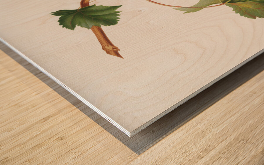 Vermentino grapes Vitis ligustica feracissima from Pomona Italiana 1817 - 1839 by Giorgio Gallesio 1772-1839.  Wood print