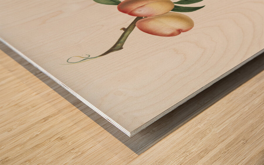 White walnut Persica psillidermis from Pomona Italiana 1817 - 1839 by Giorgio Gallesio 1772-1839.  Wood print