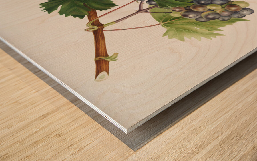 Grape from Ischia Viti vinifera vegetatione insana from Pomona Italiana 1817 - 1839 by Giorgio Gallesio 1772-1839.  Wood print