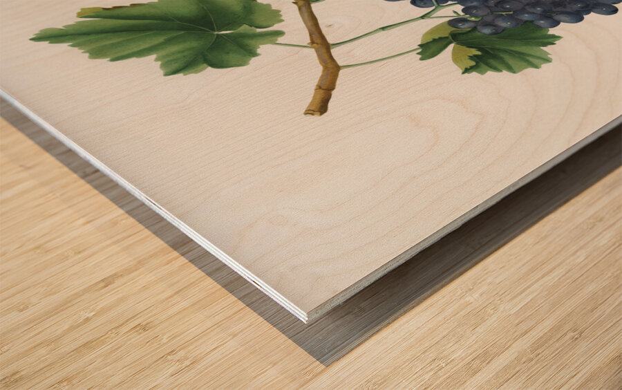 Lacrima grapes Vitis vinifera Vallisarnensis from Pomona Italiana 1817 - 1839 by Giorgio Gallesio 1772-1839.  Wood print