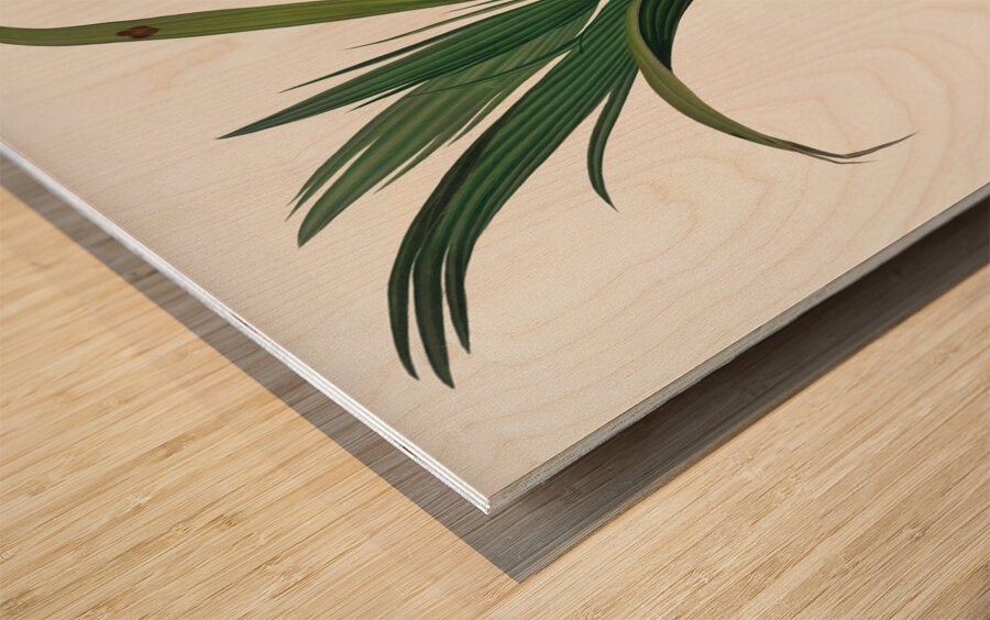 Date Palm Tree Phoenix dactylifera from Pomona Italiana 1817 - 1839 by Giorgio Gallesio 1772-1839.  Wood print