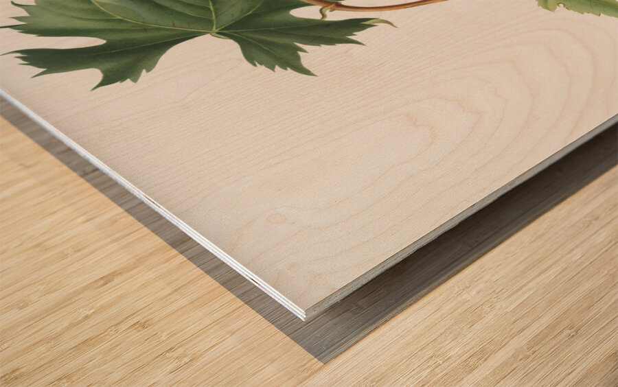 Brachetto grape Vitis vinifera niceaensis from Pomona Italiana 1817 - 1839 by Giorgio Gallesio 1772-1839.  Wood print