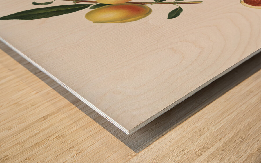 Peach Persica amygdalus from Pomona Italiana 1817 - 1839 by Giorgio Gallesio 1772-1839.  Wood print