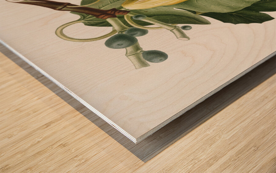 Common Fig Ficus carica sativa from Pomona Italiana 1817 - 1839 by Giorgio Gallesio 1772-1839.  Wood print