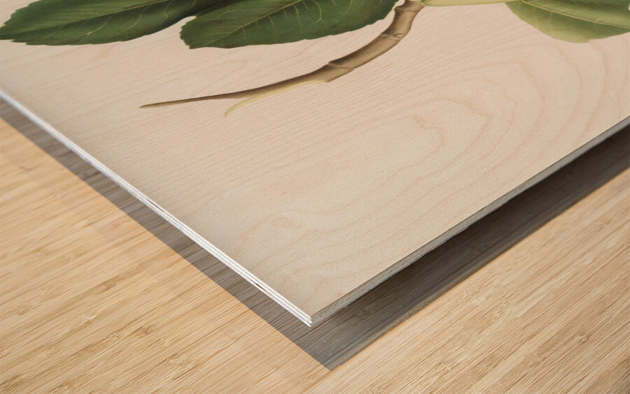 Fig Ficus carica bifera from Pomona Italiana 1817 - 1839 by Giorgio Gallesio 1772-1839.  Wood print