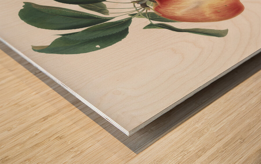 Apple Malus domestica from Pomona Italiana 1817 - 1839 by Giorgio Gallesio 1772-1839.  Wood print