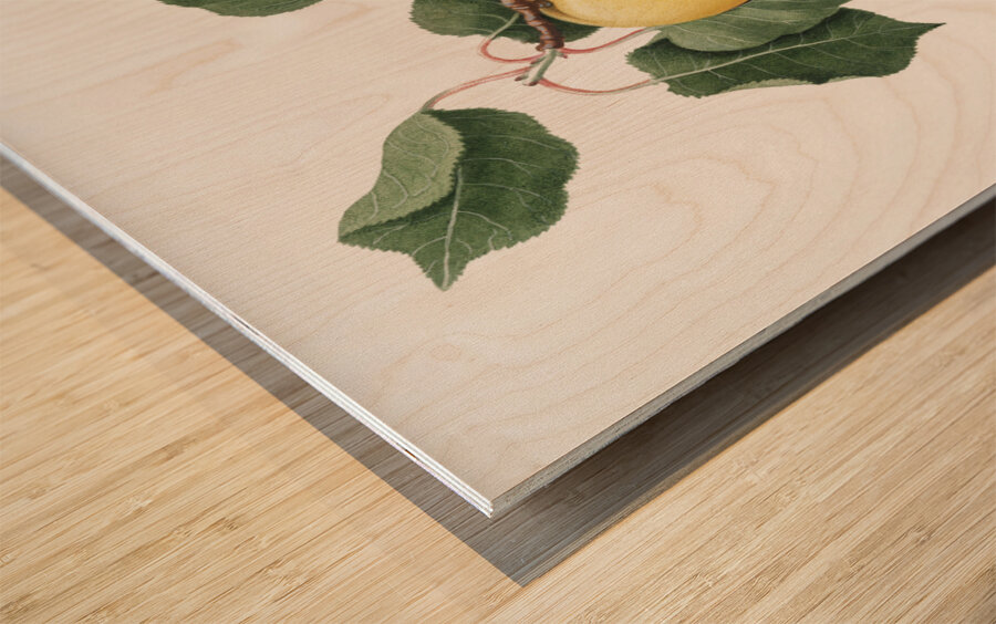 Apple Malus domestica from Pomona Italiana 1817 - 1839 by Giorgio Gallesio 1772-1839.  Wood print