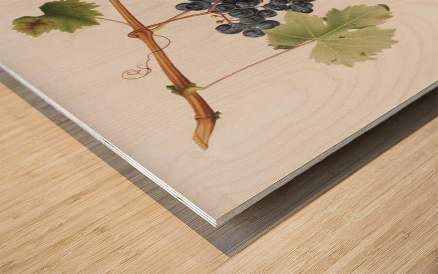 Grape Colorino Vitis vinifera auxiliaria  from Pomona Italiana 1817 - 1839 by Giorgio Gallesio 1772-1839.  Wood print