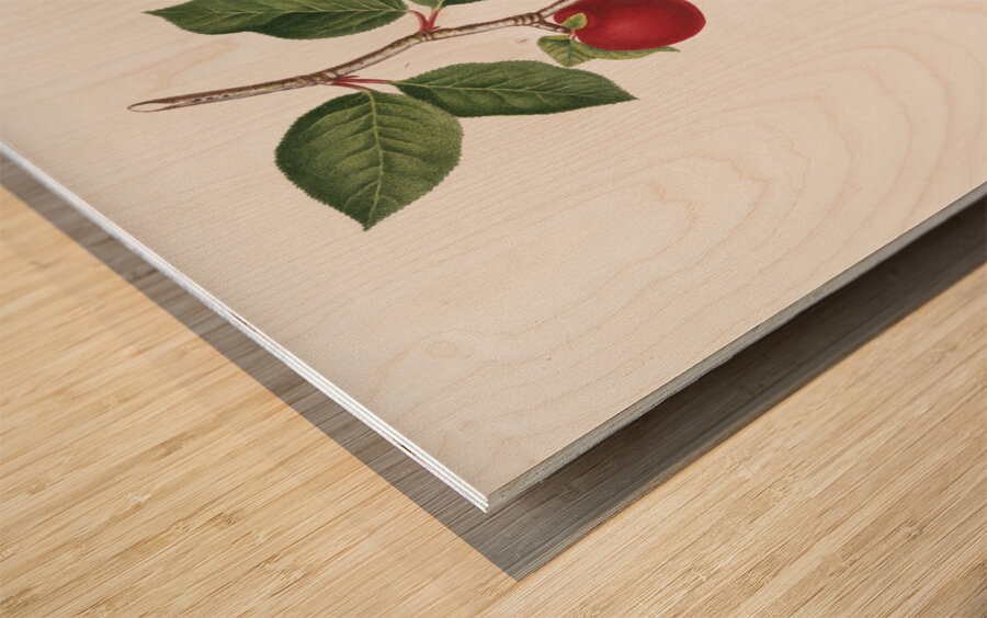 Apricot Armeniaca prunata from Pomona Italiana 1817 - 1839 by Giorgio Gallesio 1772-1839.  Wood print