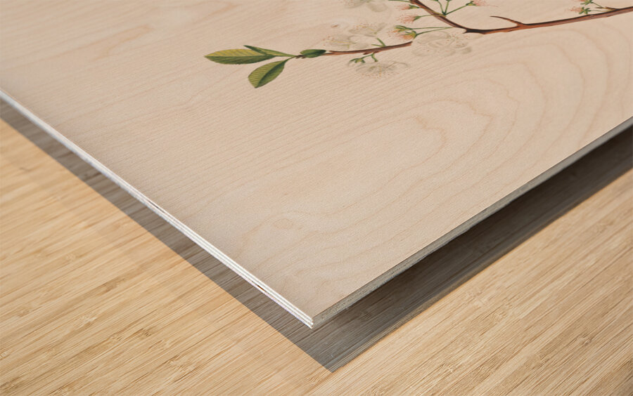 Flower of Plum Fiore di Susina Settembrina from Pomona Italiana 1817 - 1839 by Giorgio Gallesio 1772-1839.  Wood print